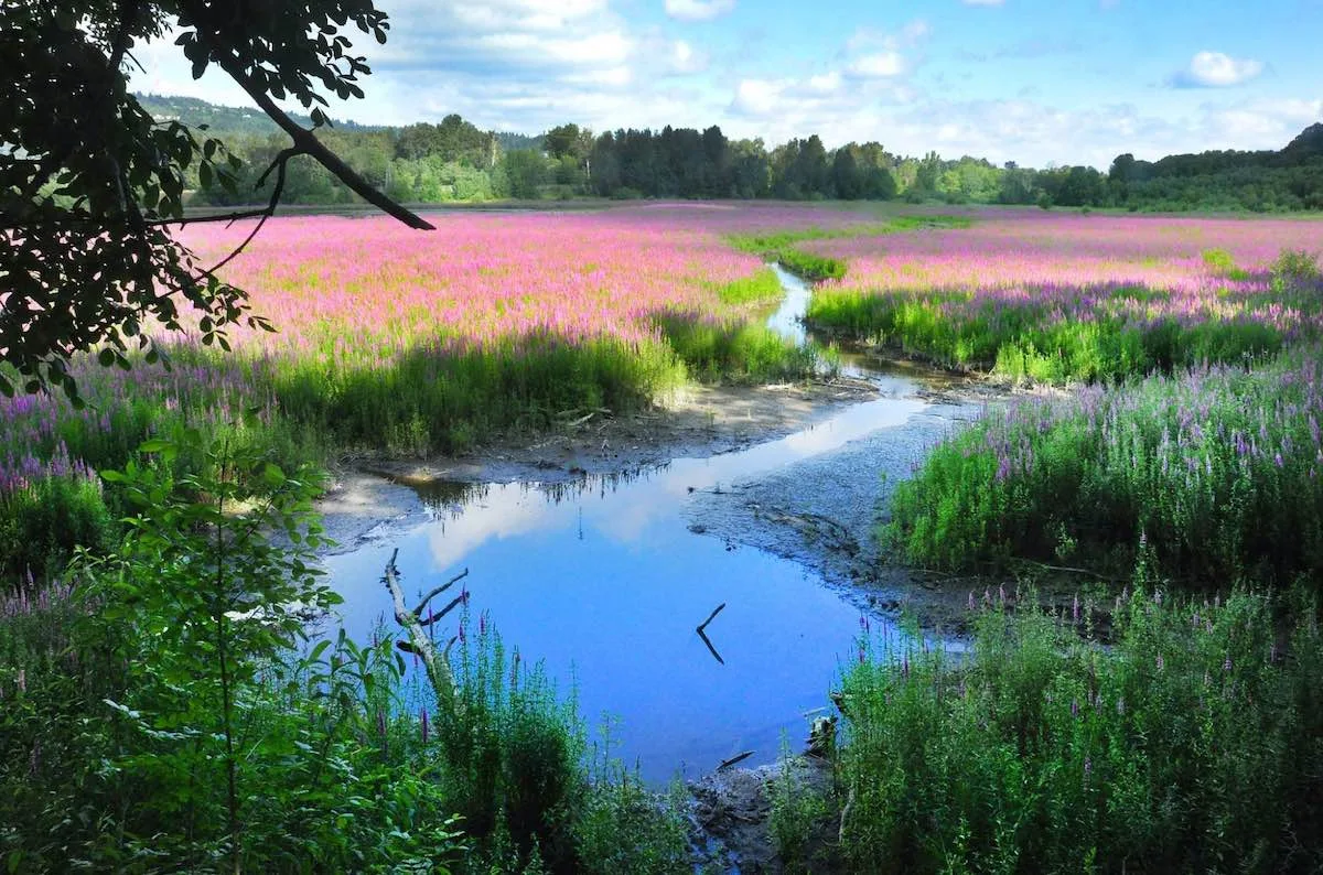 Oaks Bottom Wildlife Refuge