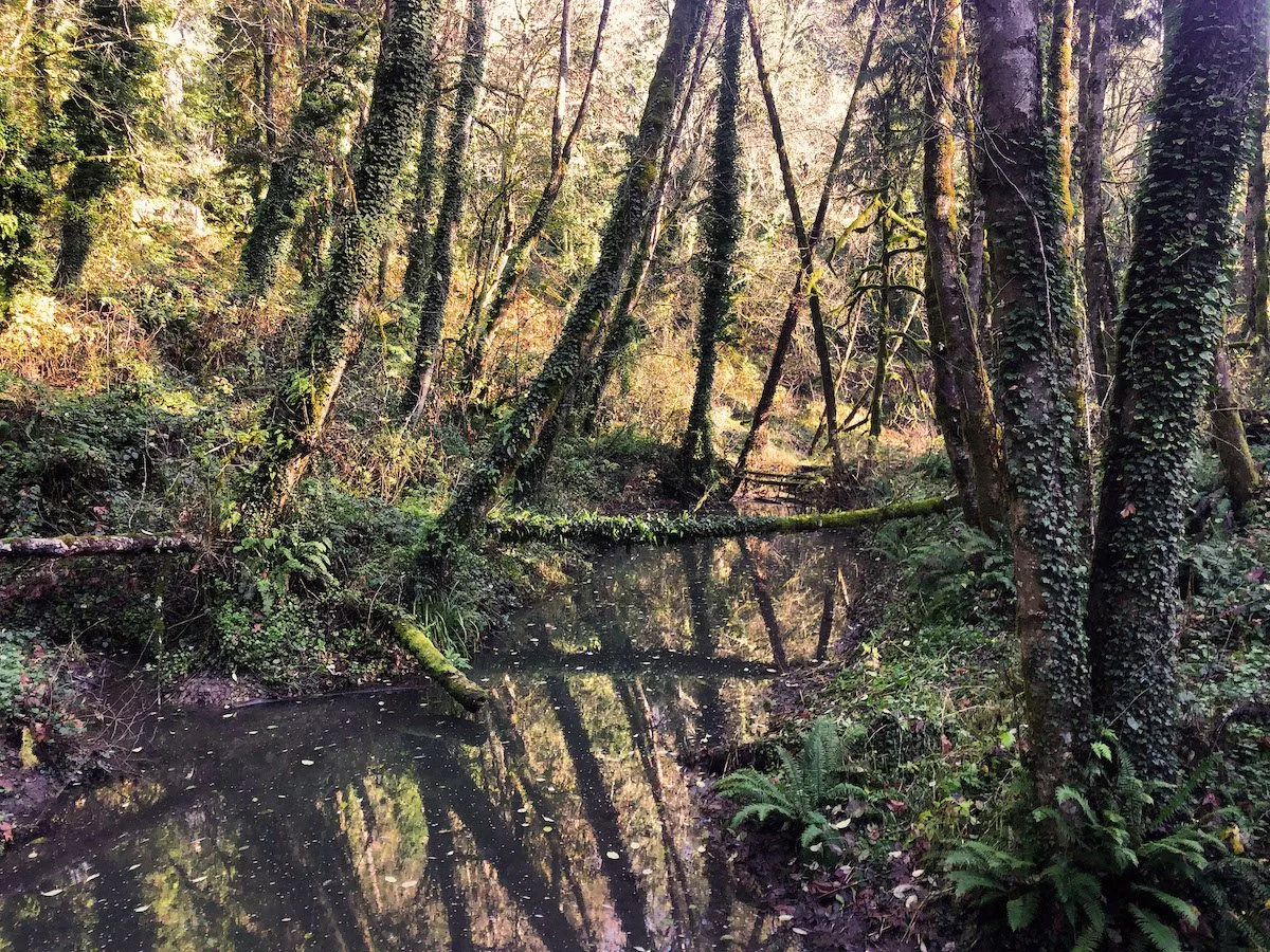 Tryon Creek Park