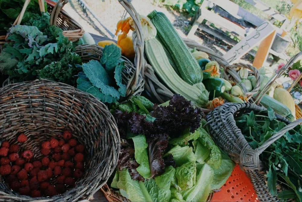 U picking Portland Urban Farms